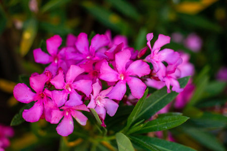 Pink oleander flower in garden, Thailand. (selective focus)