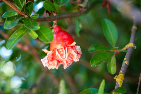 Pomegranate fruit on the tree in the garden, Thailand.の写真素材