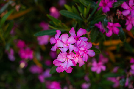 Pink oleander flowers in the garden. Selective focus.