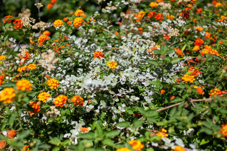 Lantana camara flowers blooming in the garden on summer.