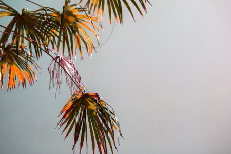 Palm leaves on a white wall background. The concept of spring and summer.の写真素材