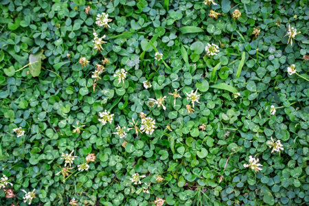 Green clover leaves with small white flowers in the meadow.