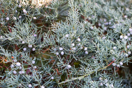 Close up of evergreen juniper tree (Juniperus communis)