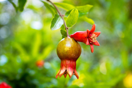 Pomegranate fruit on the tree in the garden, Thailand.の写真素材