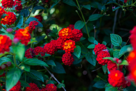 Beautiful red flowers of Lantana camara in the gardenの写真素材