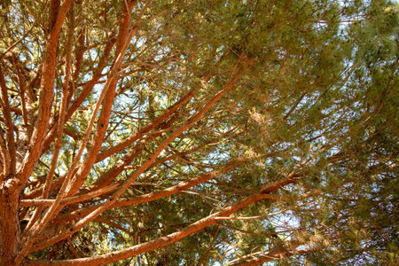 Pine tree view from below into the sky. Nature background.の写真素材