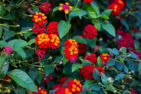 Colorful Lantana camara flowers blooming in the gardenの写真素材