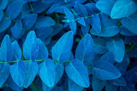 Blue eucalyptus leaves in the garden, Thailand.の写真素材