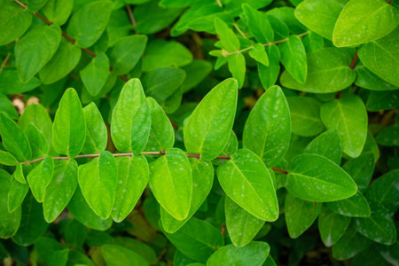 Green leaves background. Natural green leaf background. Green leaves background.