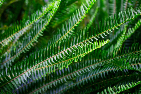 Green fern leaves close up in the forest. Natural background.