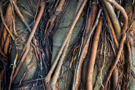 Banyan tree texture. Close up of banyan tree roots.の写真素材
