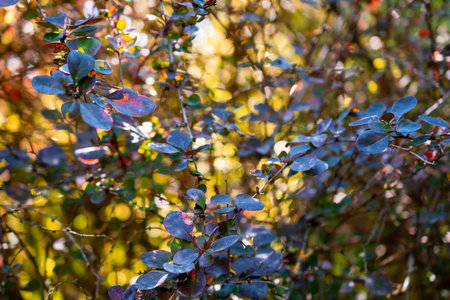 Foliage of a barberry bush in the autumn forest.の写真素材