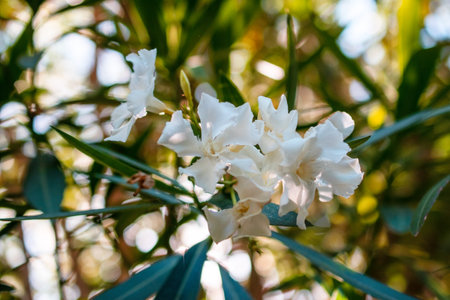 White flowers of oleander or Nerium oleander on treeの写真素材