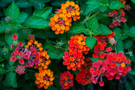 Beautiful Lantana camara flower in garden, Thailand.の写真素材