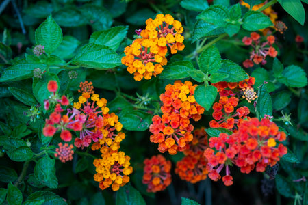 Lantana camara Lantana flowers in the garden.の写真素材