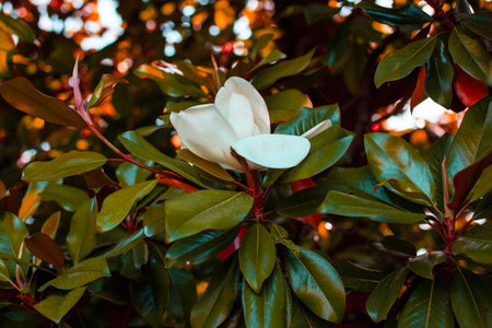 Magnolia flower in the garden. Magnolia grandifloraの写真素材