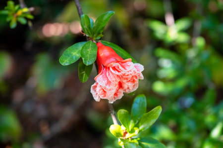 pomegranate blossom in the garden, beautiful photo digital pictureの写真素材
