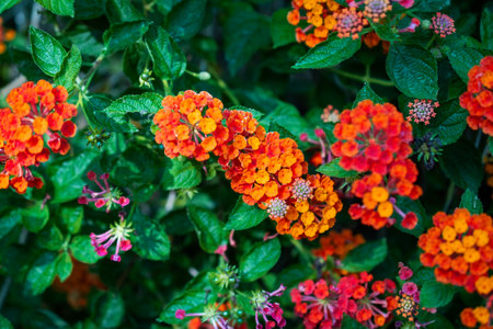 Cluster of orange and red Lantana camara flowers in gardenの写真素材