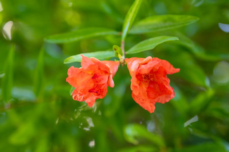 Pomegranate flowers on a green background. Shallow depth of field.の写真素材