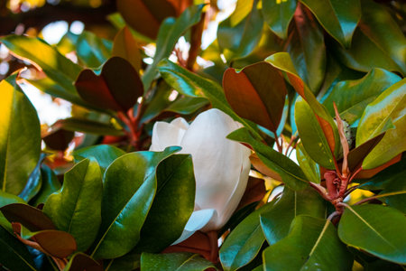 Magnolia grandiflora, magnolia tree with white flowerの写真素材