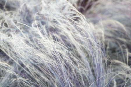 close up of colorful fluffy grass in the field, shallow depth of fieldの写真素材