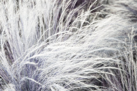 Close-up of white fluffy grass. Abstract background and texture.の写真素材