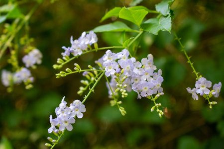 Purple flowers in the garden with green leaves background, Thailand.の写真素材