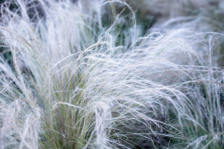 Feather grass in the field. Close-up. Selective focus.の写真素材