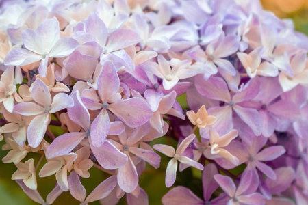 Pink hydrangea flower background. Hydrangea macrophylla