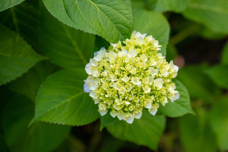 Hydrangea macrophylla flower in the garden, stock photo