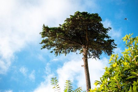 Pine tree with blue sky and white cloud background, Thailand.