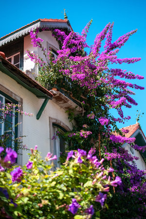 Bougainvillea flowers in front of a house in Lisbon, Portugal
