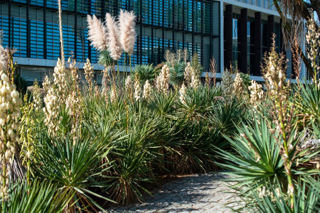 Agave americana plant in botanic garden, Valencia, Spainの写真素材
