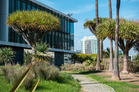 Tropical garden with palm trees and modern office building in backgroundの写真素材