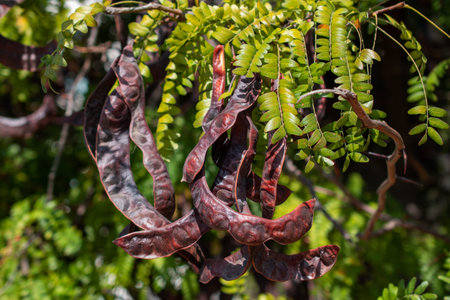 Dry tamarind pods on the tree in the garden.の写真素材