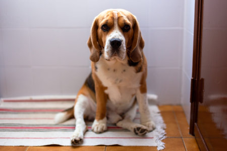 Beagle dog sitting on the floor at home. Selective focus.