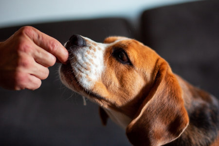 Beagle dog eating food from human hand. Close-up.
