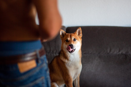 Shiba Inu dog on the couch at home with owner.の写真素材