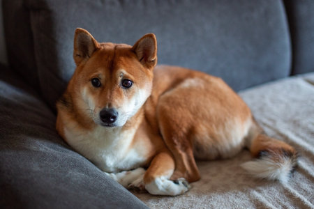 Shiba inu dog lying on the couch and looking at cameraの写真素材
