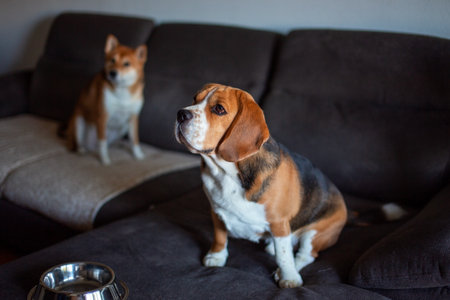 Cute Beagle dog sitting on sofa at home and looking at cameraの写真素材