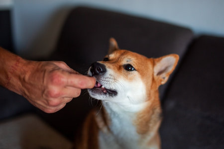 Shiba Inu dog playing with a man's hand at homeの写真素材