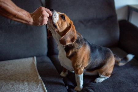 Beagle dog sitting on sofa and playing with owner's hand.
