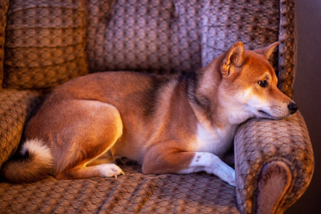 Portrait of a shiba inu dog on a sofa.の写真素材
