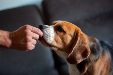 Beagle dog eating food from man's hand. Close up.の写真素材