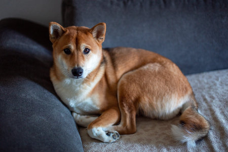 Shiba inu dog sitting on sofa in the living room.