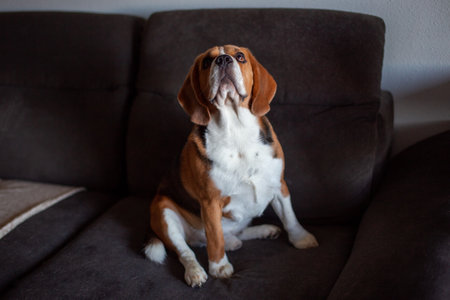Beagle dog sitting on a sofa in a living room at homeの写真素材