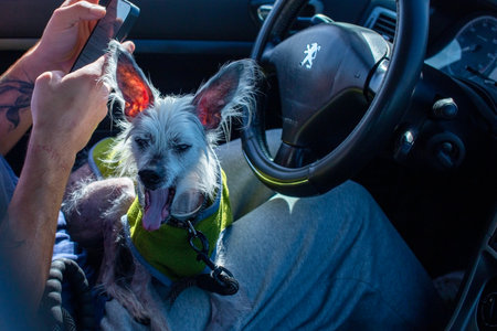 Dog in a car. Portrait of a dog in a car.のeditorial素材
