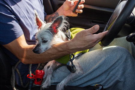 Man driving his dog in a car and using a mobile phone.のeditorial素材