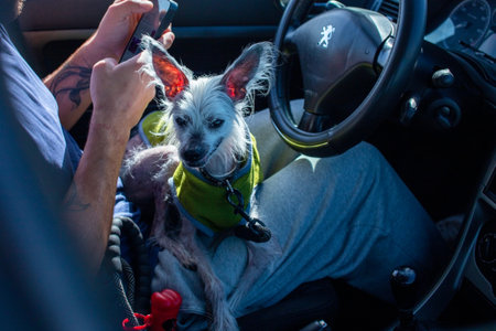 Unidentified man driving a car with his dog in Prague, Czech Republic.のeditorial素材