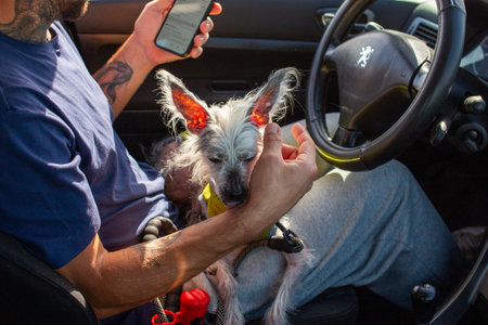 Man taking a photo of his dog with a smartphone while driving a carのeditorial素材